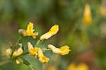 Yellow fumewort